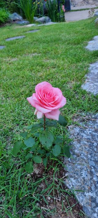 이상권님의 고추 · 영농일지 작성글 사진