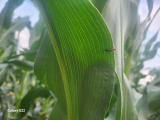 이영배님의 농사, 무엇이든 물어보세요! · 참여글 작성글 사진