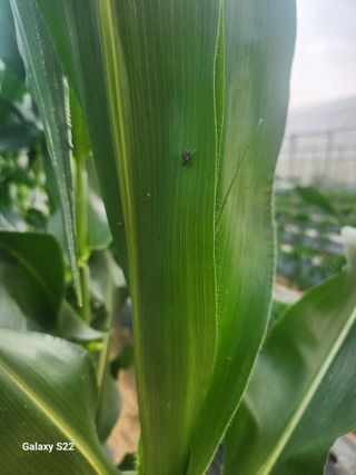 이영배님의 옥수수 · 병해충상담 작성글 사진