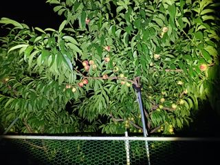 배경수 님의 자유주제 · 자유게시판 작성글 사진