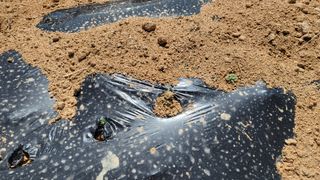 조미숙님의 참깨 · 영농일지 작성글 사진