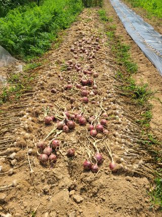 솔안농부님의 마늘 · 영농일지 작성글 사진