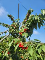 팜모닝 6월 내 작물 자랑하기🌱·참여글 게시글 이미지