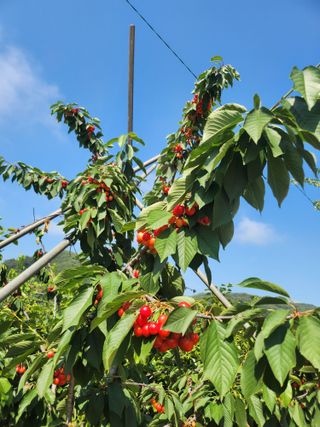 박서준님의 6월 내 작물 자랑하기🌱 · 참여글 작성글 사진