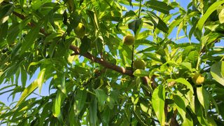 육영순님의 복숭아 · 영농일지 작성글 사진