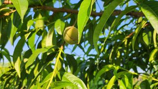 육영순님의 복숭아 · 영농일지 작성글 사진