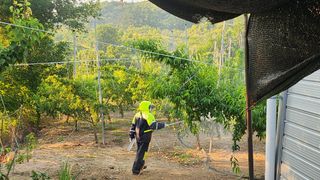 육영순님의 복숭아 · 영농일지 작성글 사진