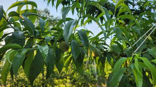 육영순님의 복숭아 · 영농일지 작성글 사진