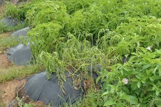 김영철님의 감자 · 영농일지 작성글 사진