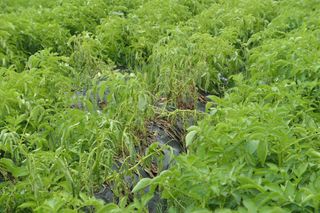 김영철님의 감자 · 영농일지 작성글 사진