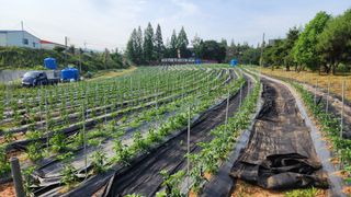 고추 조의현님의 고추 · 영농일지 작성글 사진