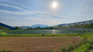 고추 조의현님의 고추 · 영농일지 작성글 사진