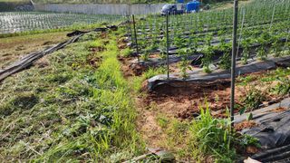 고추 조의현님의 고추 · 영농일지 작성글 사진