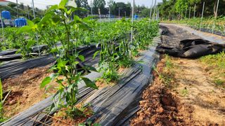 고추 조의현님의 고추 · 영농일지 작성글 사진