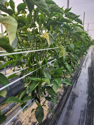 진기섭님의 6월 내 작물 자랑하기🌱 · 참여글 작성글 사진