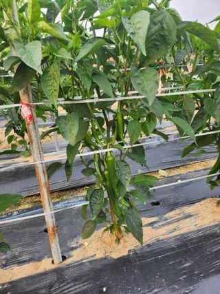 진기섭님의 6월 내 작물 자랑하기🌱 · 참여글 작성글 사진