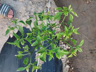 김명웅님의 기타작물 · 병해충상담 작성글 사진