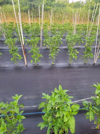 김종옥님의 자유주제 · 자유게시판 작성글 사진