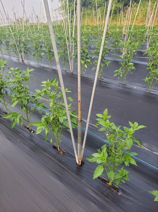 김종옥님의 자유주제 · 자유게시판 작성글 사진