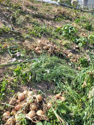 박위병님의 양파 · 영농일지 작성글 사진