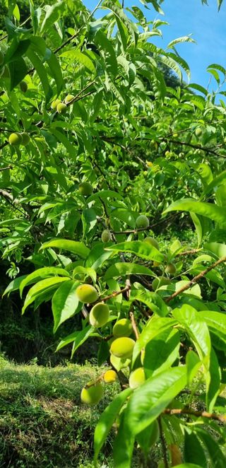 신선옥님의 복숭아 · 영농일지 작성글 사진