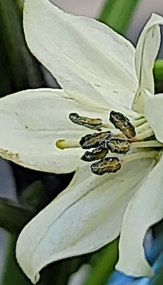 김홍열님의 고추 · 병해충상담 작성글 사진