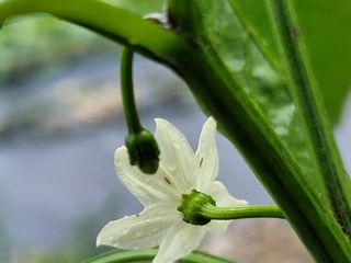 김홍열님의 고추 · 병해충상담 작성글 사진