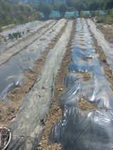 팜모닝 들깨·영농일지 게시글 이미지