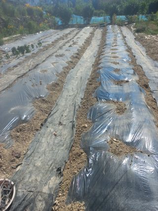 김년욱님의 들깨 · 영농일지 작성글 사진