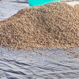 팜모닝 기타작물·영농일지 게시글 이미지