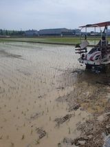 팜모닝 벼·영농일지 게시글 이미지