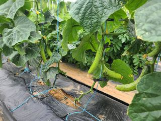 박찬형님의 6월 내 작물 자랑하기🌱 · 참여글 작성글 사진