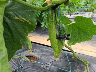 박찬형님의 6월 내 작물 자랑하기🌱 · 참여글 작성글 사진