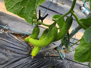 박찬형님의 6월 내 작물 자랑하기🌱 · 참여글 작성글 사진