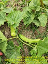 팜모닝 상추·영농일지 게시글 이미지