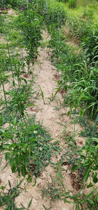 황동 여순모님의 상추 · 영농일지 작성글 사진