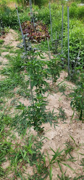 황동 여순모님의 상추 · 영농일지 작성글 사진