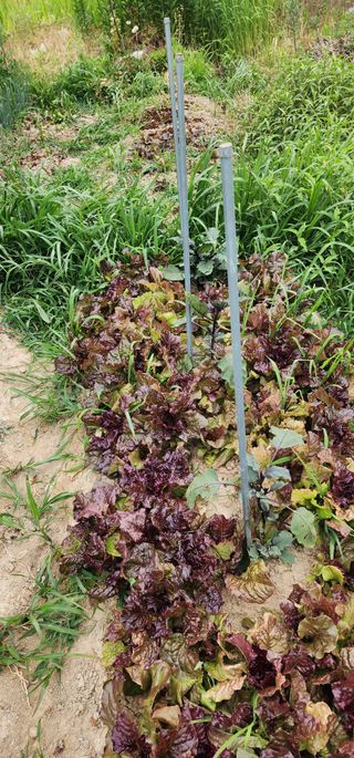 황동 여순모님의 상추 · 영농일지 작성글 사진