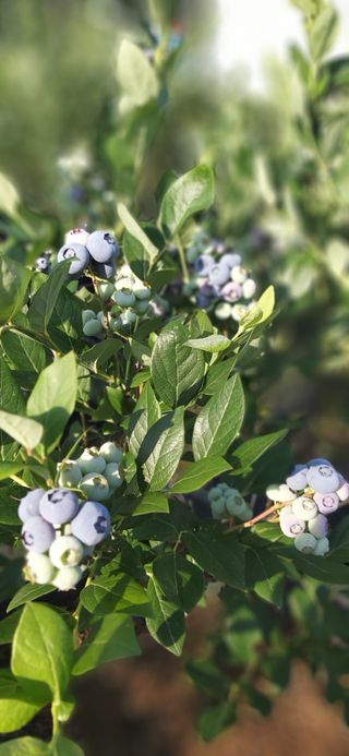 산마루농장님의 자유주제 · 사진전 작성글 사진