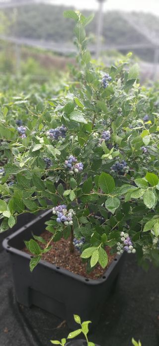 산마루농장님의 자유주제 · 사진전 작성글 사진