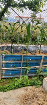 팜모닝 자유주제·자유게시판 게시글 이미지