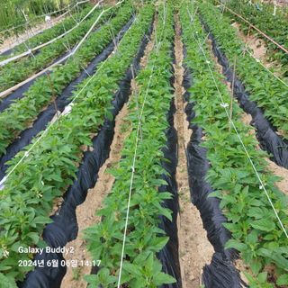 이름이승연님의 6월 내 작물 자랑하기🌱 · 참여글 작성글 사진