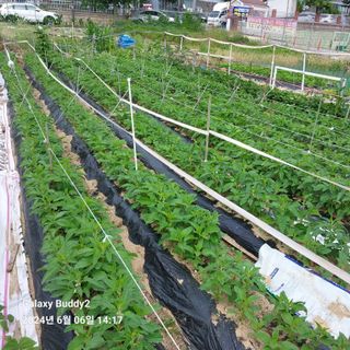 이름이승연님의 6월 내 작물 자랑하기🌱 · 참여글 작성글 사진