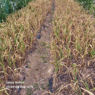 이름이승연님의 6월 내 작물 자랑하기🌱 · 참여글 작성글 사진