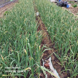 이름이승연님의 6월 내 작물 자랑하기🌱 · 참여글 작성글 사진