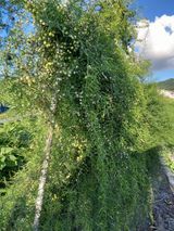 팜모닝 자유주제·자유게시판 게시글 이미지