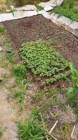 팜모닝 자유주제·자유게시판 게시글 이미지