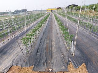 정양면 님의 고추 · 영농일지 작성글 사진