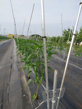 정양면 님의 고추 · 영농일지 작성글 사진