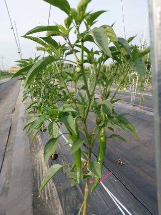 정양면 님의 고추 · 영농일지 작성글 사진